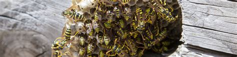 wasps exterminator delaware services